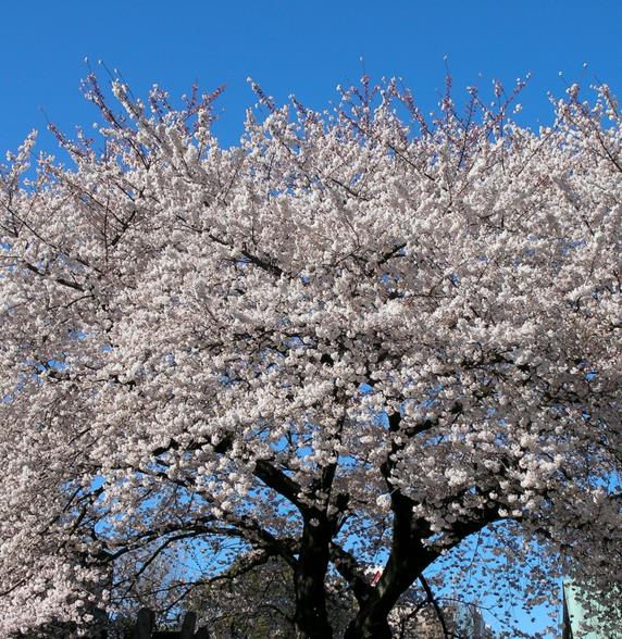Prunus Yedoensis X - Cerejeira Ornamental, Cereja De Tóquio, Cerejeira Do Japão, Cereja Yoshino