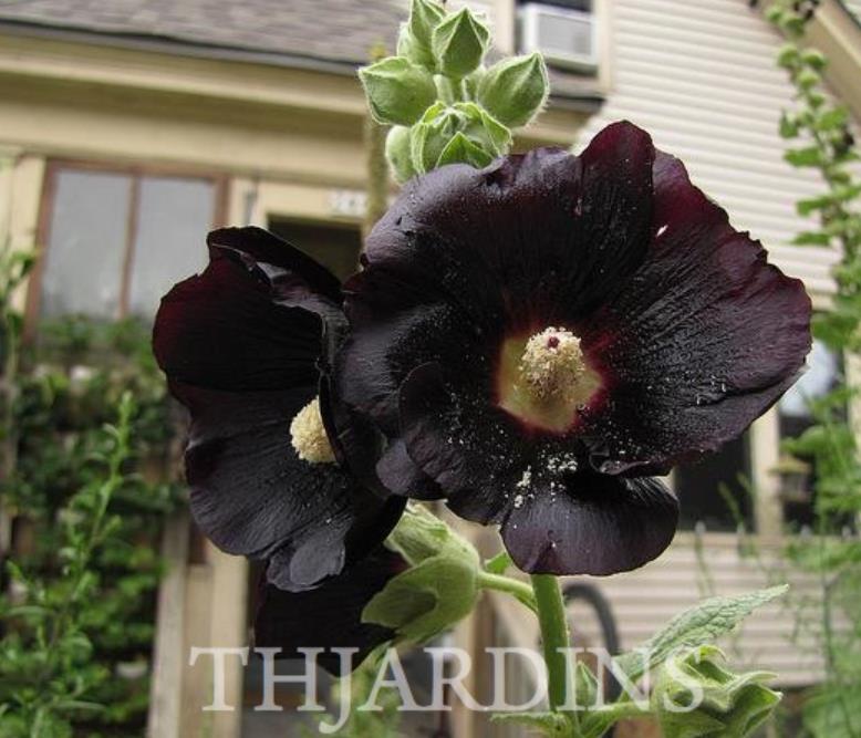 Alcea Rosea Jet Black - Malva Negra, Jet Black, Black Hollyhock