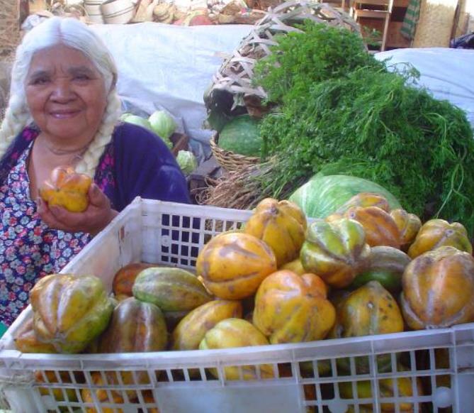 Carica pubescens Cundinamarca (Vasconcellea cundinamarcensis) - Mamão Papaia da Montanha, Mamão Papaia Cundinamarcencis