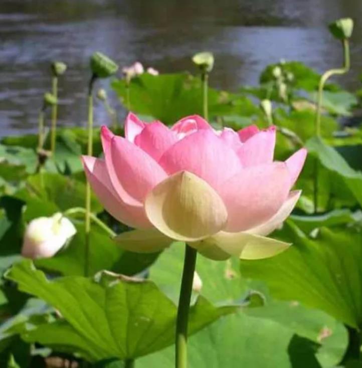 Nelumbo nucifera  - Lótus, Flor de Lótus, Lótus Sagrado, Lótus-da-Índia