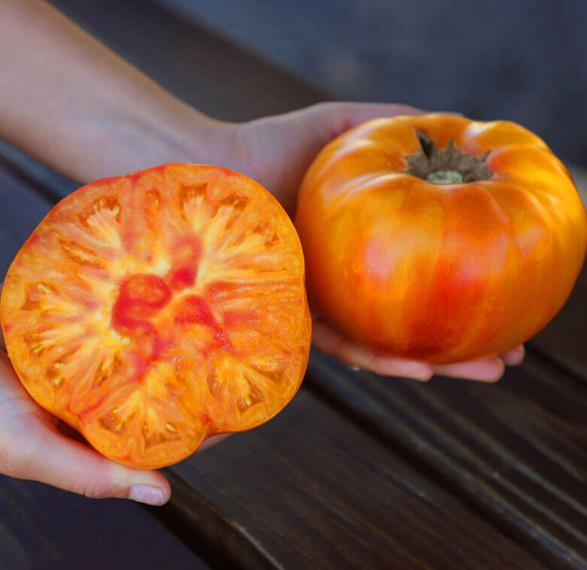 Solanum lycopersicon Pineaplle Striped - Tomate Abacaxi