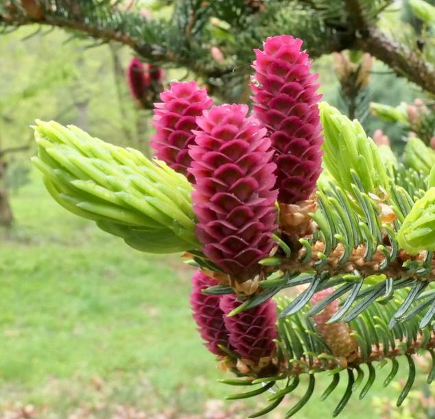 Picea jezoensis - Pinheiro abeto Jezo