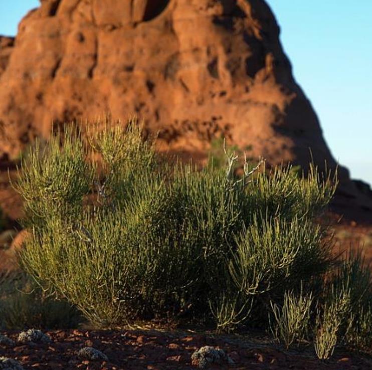 Ephedra viridis - Chá Mórmon Verde, Chá Brigham, Ephedra Verde, Mountain Jointfir