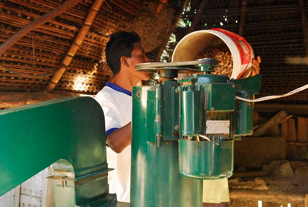 Plukenetia volubilis - Sacha Inchi, Amendoa Inca, Amendoa Lopo