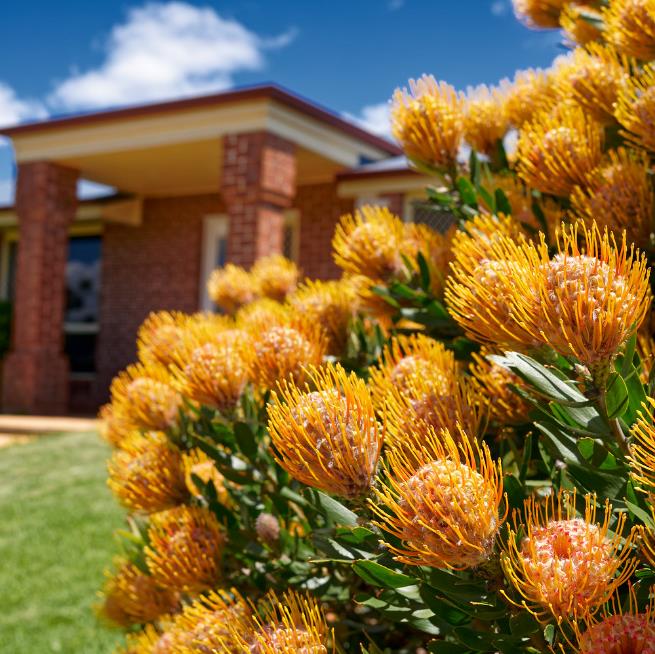 Leucospermum cordifolium - Protea Alfineteiro Ornamental, Almofada de Alfinetes, Pincushion