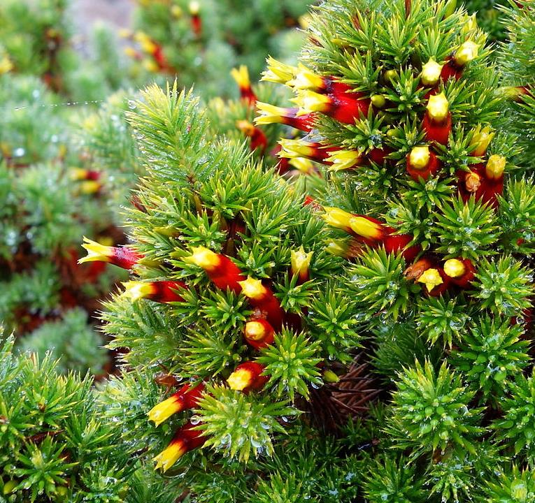 Astroloma foliosum - Arbusto De Natal, Mini pinheiro de Natal, Candle Cranberry, Christmas bush