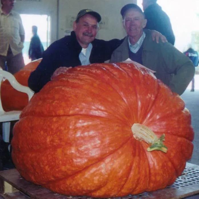 Curcubita maxima Dills Atlantic Giant - Abobora Gigante - Dills Atlantic Giant