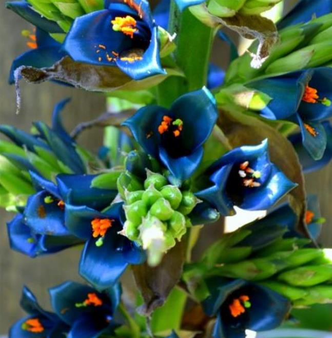 Puya alpestris - Bromélia Torre de Safira, Bromélia Flor Azul Pavão, Bromélia Alpestris