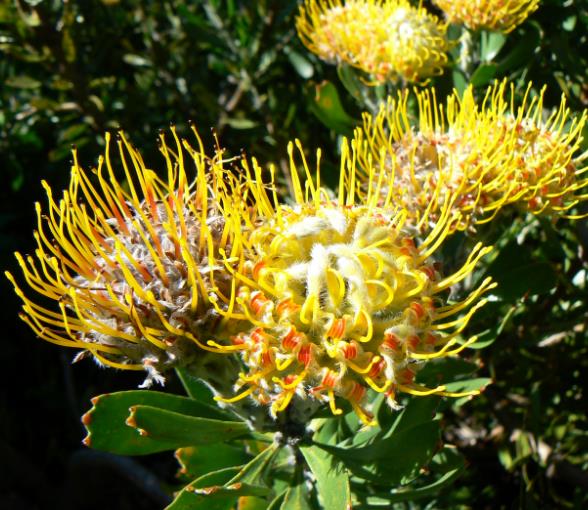Leucospermum cuneiforme - Arbusto almofada de alfinetes de verruga, Wart-Stemmed Pincushion, Luisiesbos