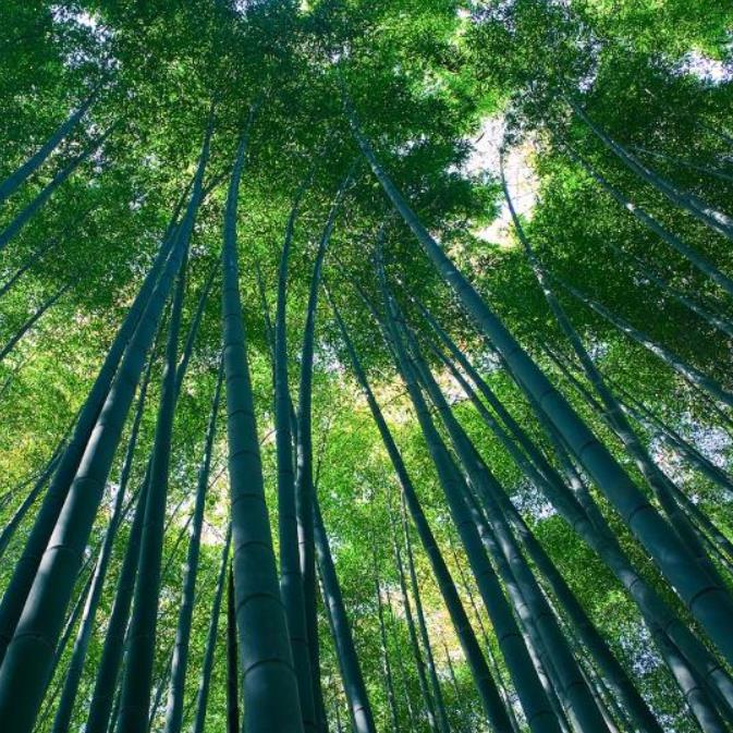 Bambusa bambos (Bambusa arundinacea) - Bambu Indiano, Bambu Gigante, Giant Thorny Bamboo