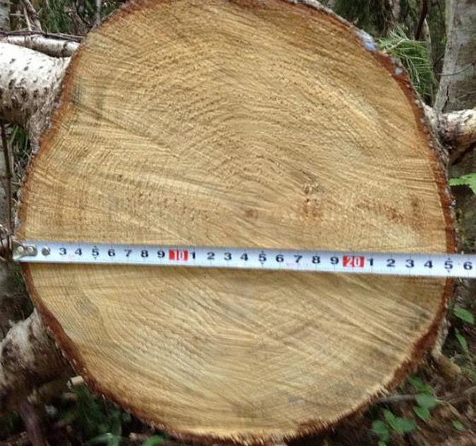 Pinus pumila - Pinheiro Anão, Pinheiro de Pedra Anão, Pinheiro Anão Japonês, Pinheiro de Pedra