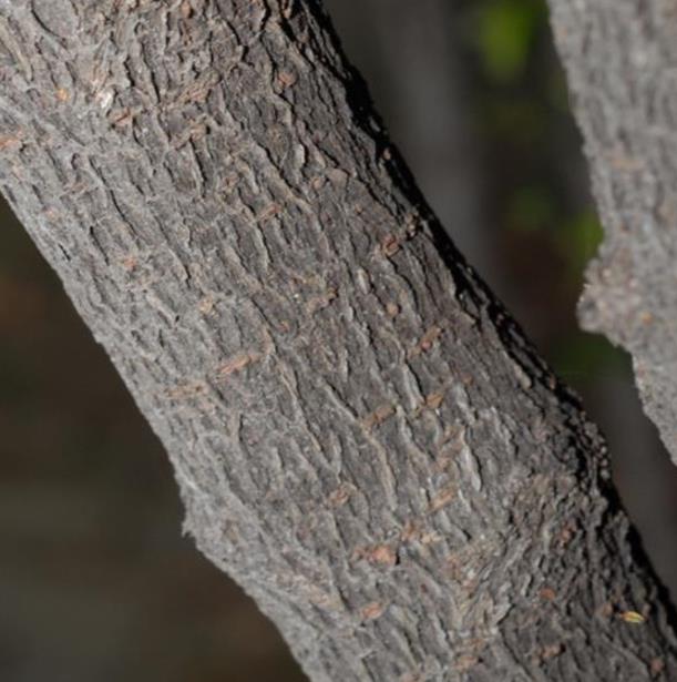 Diospyros vaccinioides - Mini-caqui, Caqui-uva, Small Persimmon, Pequeno Caqui