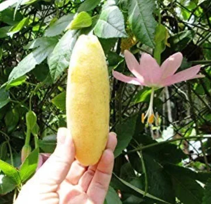 Passiflora mollissima (Passiflora tarminiana) - Maracujá Banana