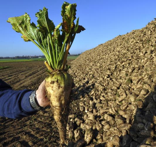 Beta Vulgaris Var. Saccharifera - Beterraba açucareira, beterraba sacarina, sugar beet, betterave