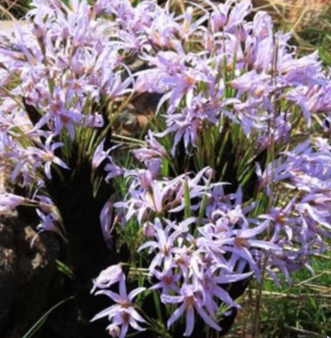 Xerophyta retinervis - Lírio Negro, Lírio Negro do Deserto, Lírio do Deserto