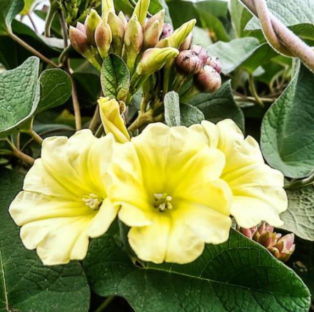 Merremia umbellata (Convolvulus umbellatus, Ipomoea polyanthes) - Rosa de Madeira Amarela, Ipomoea Amarela
