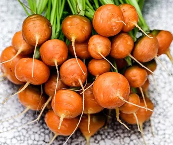 Daucus carota Ssp Sativus 'Parisienne Tonda Di Parigi' (Certificação Orgânica) - Cenoura Redonda de Paris, Cenoura do Me
