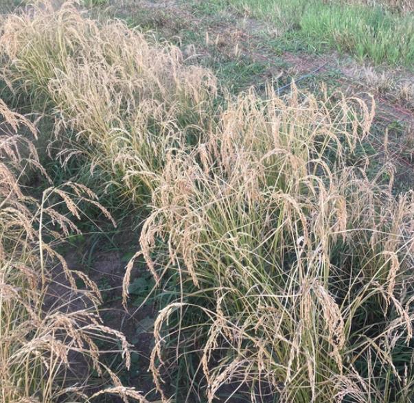 Oryza sativa Hayayuki (Certificação Orgânica) - Arroz Hayayuki