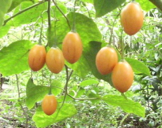 Cyphomandra hartwegii - Cyphomandra de Hartweg, Tomate de Árvore, Árvore do tomate de Hartweg, Tamarillo