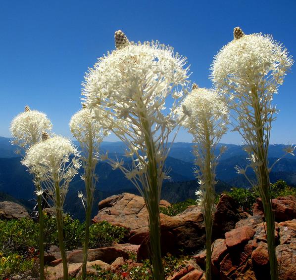 Xerophyllum tenax - Lírio relva, Relva aromática, Grama de urso