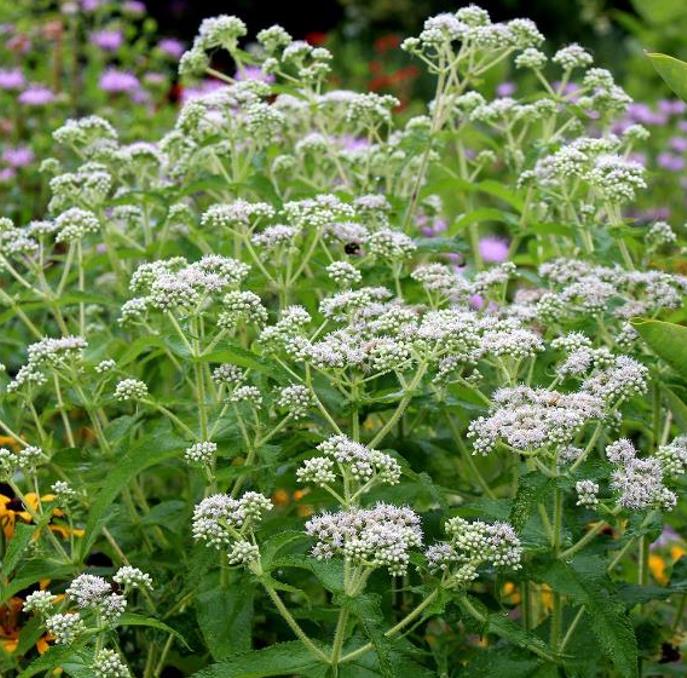 Eupatorium perfoliatum - Boneset, Eupatório, Antimônio Vegetal, Suor Vegetal, Febre do Mar, Febre Beakbon