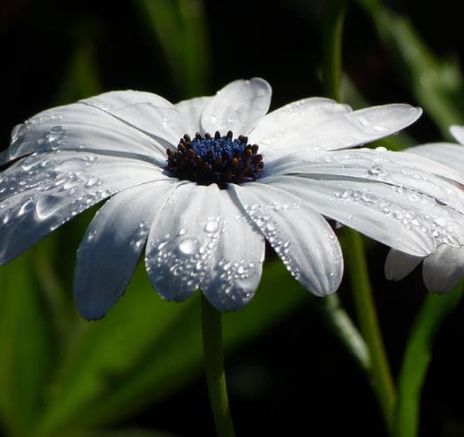 Dimorphotheca pluvialis Glistening white - Margarida do cabo, Margarida da chuva, Profeta do tempo, Margarida africana