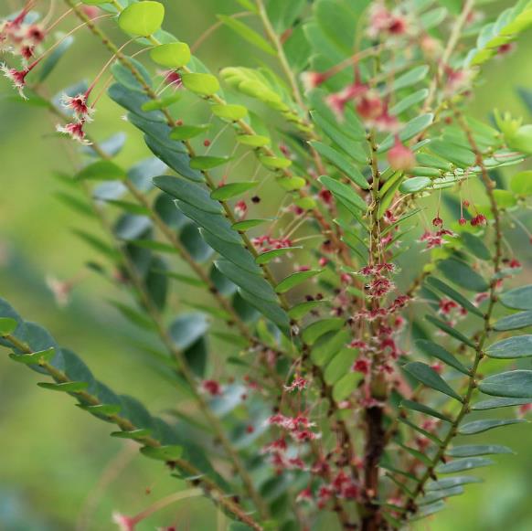 Phyllanthus pulcher - Groselha da Tailândia, Phyllanthus Bela, Phyllanthus Belo
