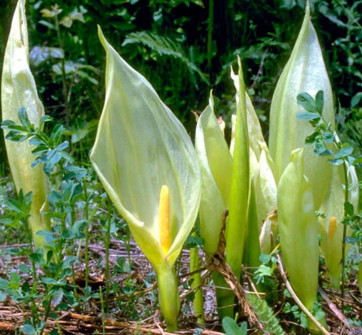 Arum italicum ssp italicum Marmoratum - Lírio Arum italiano, Arum marmorizado, Arum mármore verde, Arum italicum fantasm