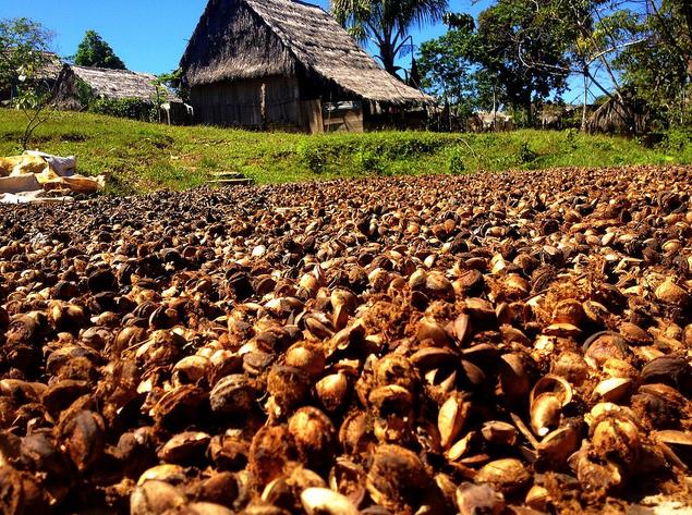Plukenetia volubilis - Sacha Inchi, Amendoa Inca, Amendoa Lopo