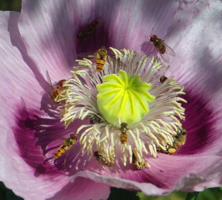 Papaver somniferum - Dormideira, Papoula Dormideira