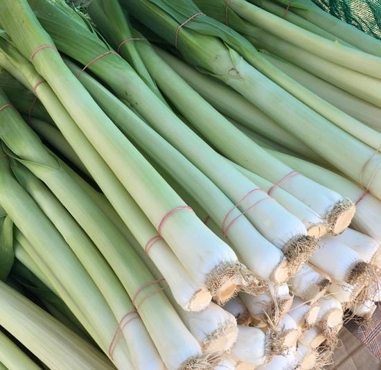 Allium ampeloprasum Porrum Geant De Suisse - Alho Poró gigante da Suíça, Alho-Poró gigante Suíço verão precoce, Alho Por