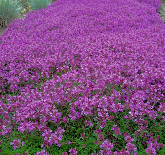 Thymus praecox - Tomilho Rastejante, Gramado Tomilho, Grama Aromática, Tomilho Mãe, Mother of Thy