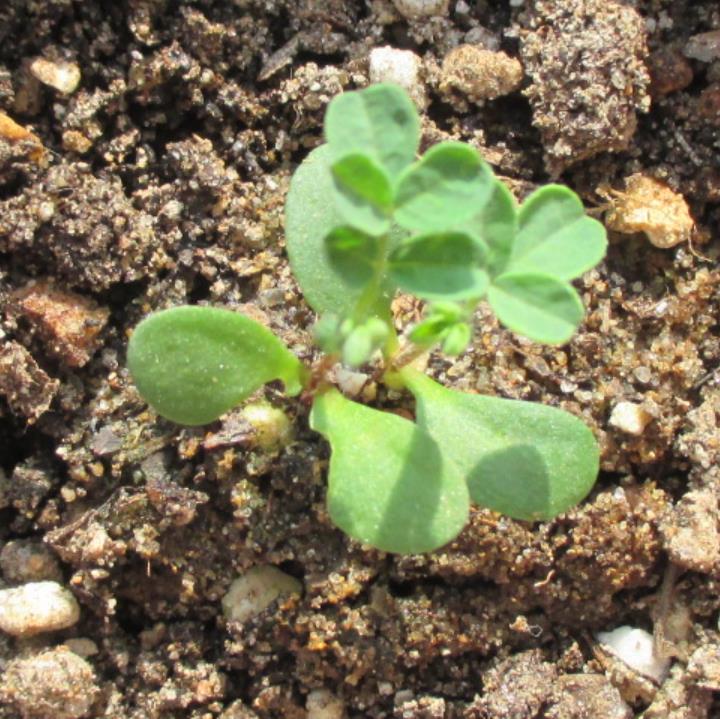 Astragalus membranaceus (Astragalus propinquus) - Erva da Longevidade, Astrágalo, Huang chi, Chinese milk-vetch