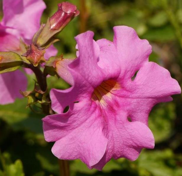Incarvillea mairei Grandiflora - Gloxinia Anão Resistente, Dwarf Hardy Gloxinia