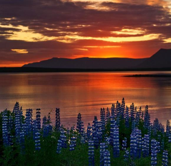 Lupinus polyphyllus New Millenium - Tremoço novo milênio, Tremoço novo milênio multi-colorido