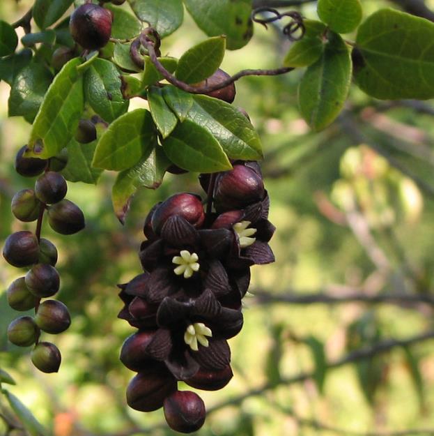 Lardizabala biternata - Coguilera, Coguil, Fruta Zabala, Lardizabala, Voqui Coille