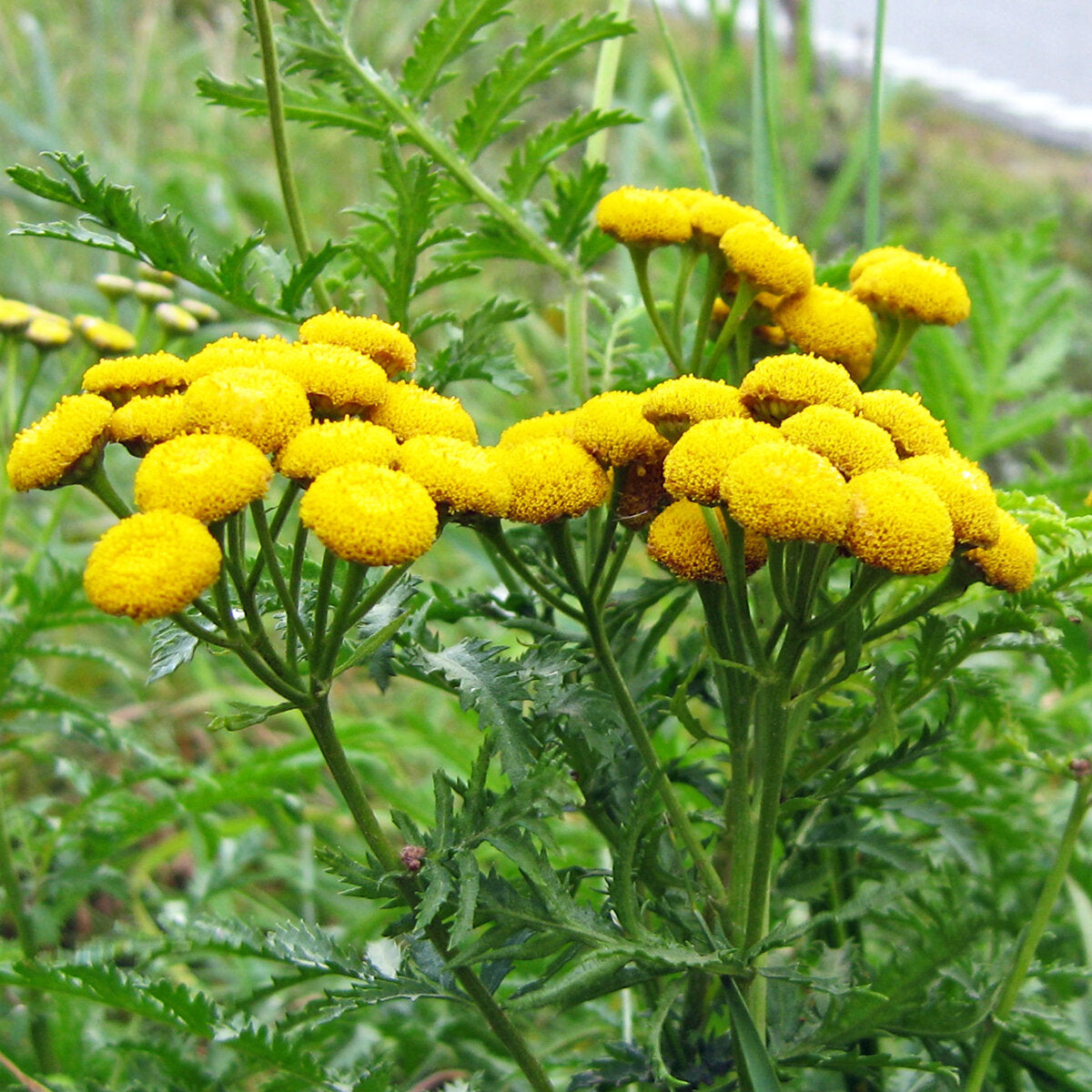 Tanacetum vulgare - Catinga de Mulata, Atanásia, Tanaceto, Erva dos Vermes, Palma Crespa
