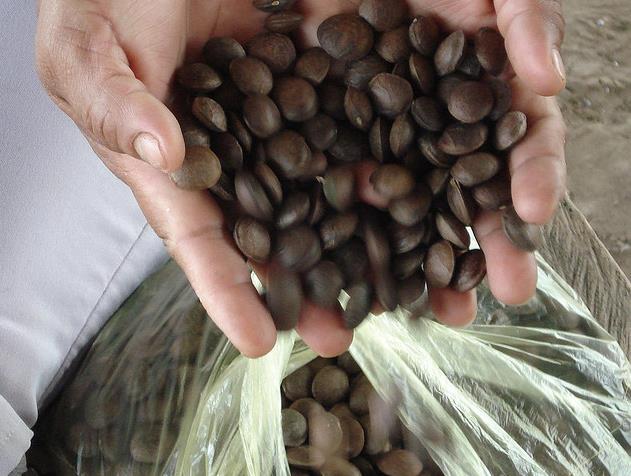 Plukenetia volubilis - Sacha Inchi, Amendoa Inca, Amendoa Lopo