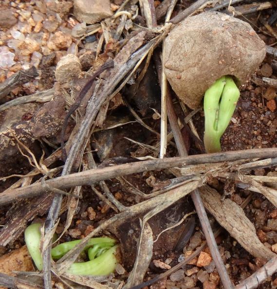 Sclerocarya birrea ssp. Caffra - Marula, Amarula, Árvore fruto do licor de Amarula
