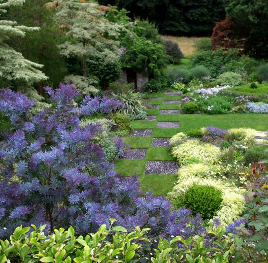 Acacia Baileyana Purpurea - Acacia, Purple Cootamandra Wattle, Purple Leaf Acacia, Acacia Baileyana Purpurea