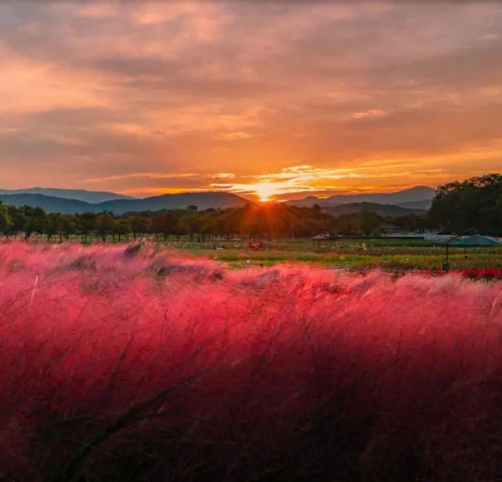 Muhlenbergia capillaris - Grama Rosa Ornamental, Grama Rosa, Muhlygrass, Mulhy Pink Grass, Sweetgrass