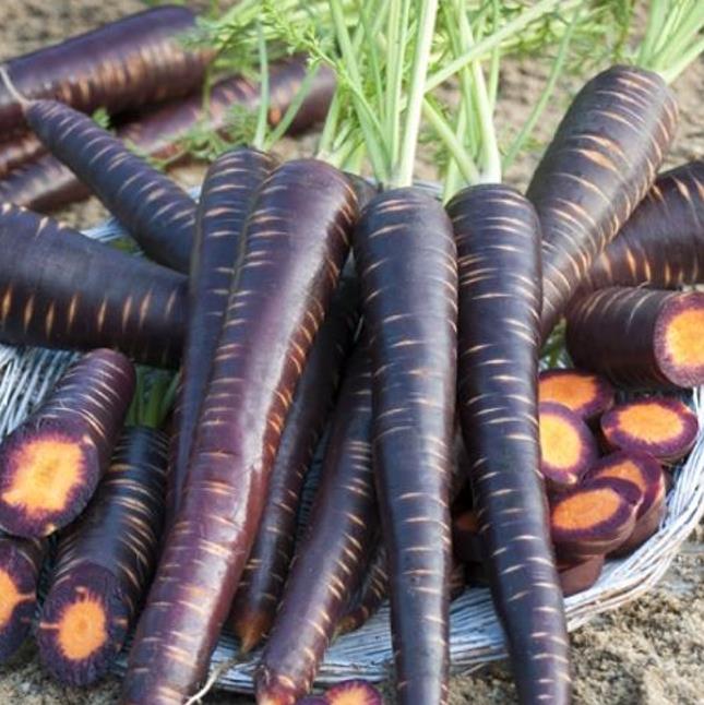 Daucus carota 'Purple Dragon' (C.O) - Cenoura Roxa Gourmet, Cenoura Bicolor, Cenoura colorida