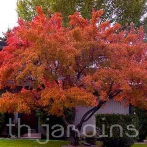 Acer tataricum ssp Ginnala - Amur maple, Acer ginnala