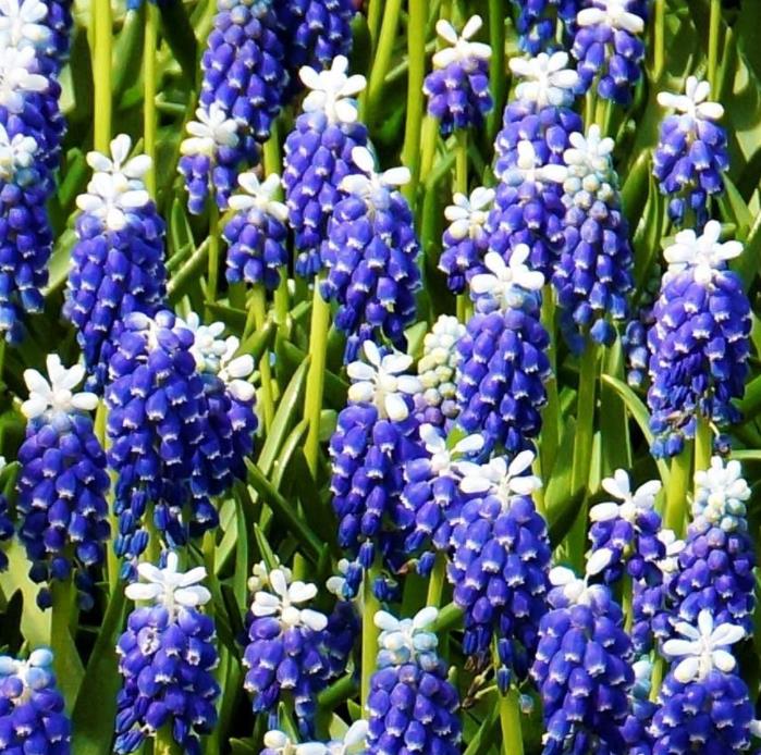 Muscari spp Mix - Jacinto Uva Floração Mix