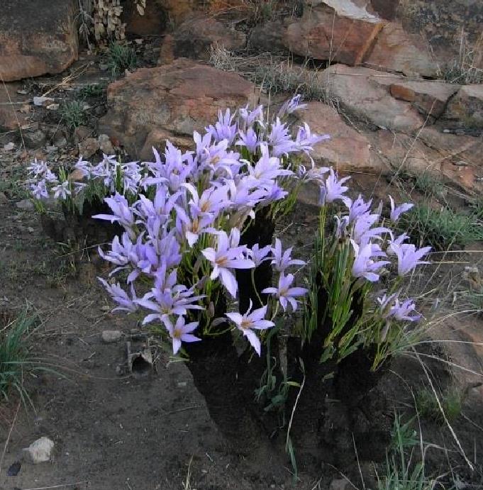Xerophyta retinervis - Lírio Negro, Lírio Negro do Deserto, Lírio do Deserto