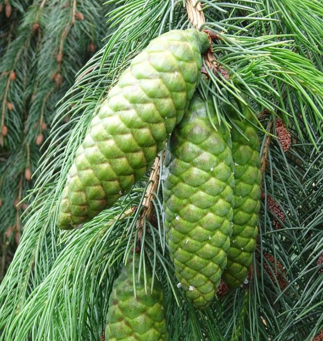 Picea smithiana - Pinheiro-picea morinda
