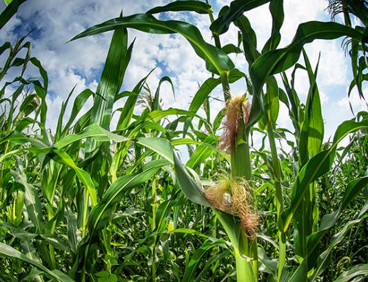 Zea Mays Bloody Butcher (Certificação Orgânica) - Milho Sangrento, Milho Açougueiro Sangrento