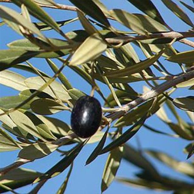 Olea europaea L. var. europaea - Oliveira, Azeitona, Oliveira Selvagem