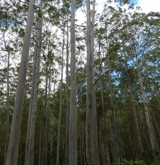 Eucalyptus Oreades - Eucalipto Blue Mountains, Eucalipto Oreades, Eucalipto Das Montanhas Azuis