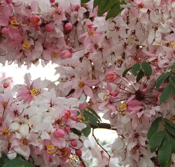 Cassia javanica ssp. Nodosa - Cassia Flor de Maçã, Cassia Rosa, Cassia Javanesa, Cássia Chuveiro de Java